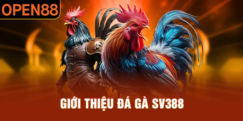 Giới thiệu tổng quan về đá gà SV388